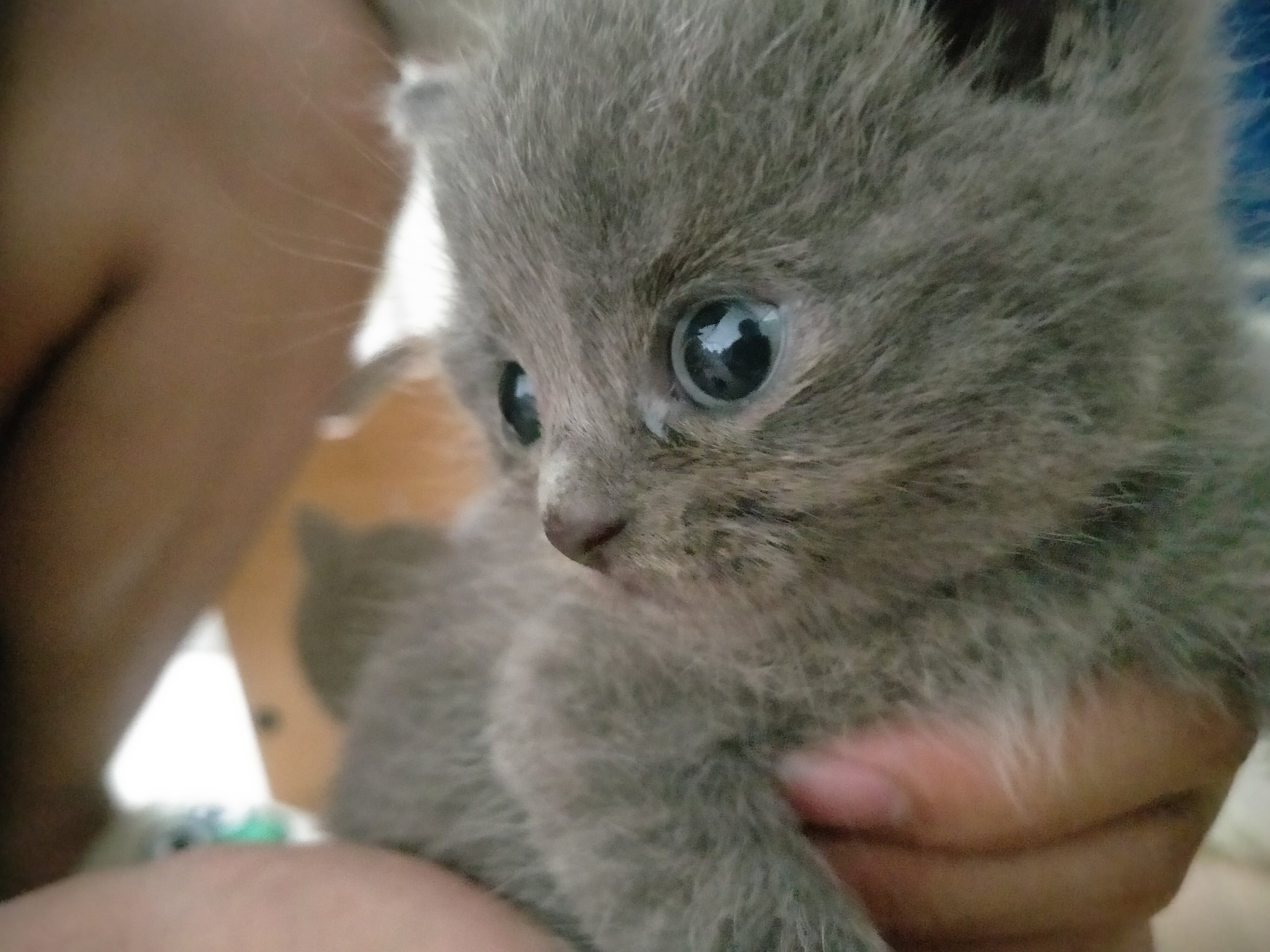 英短蓝猫